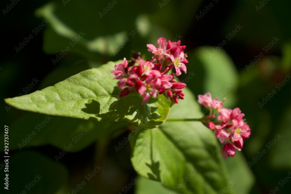 Pink flower Pink flower