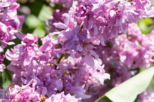 Blooming pink lilac flowers macro close-up in soft focus on a blurred background in a beautiful pattern of light and shadow on a Sunny spring day. Moscow  Russia
