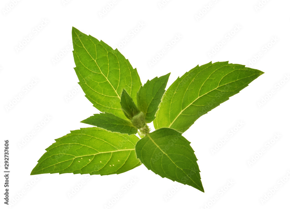 Fototapeta premium Mint leaves isolated without shadow