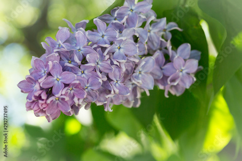 Delicate blooming lilac on a Sunny spring day in the city Park