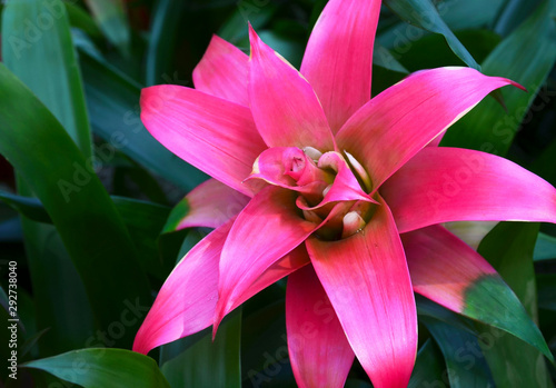 Guzmania lingulata pink flower close up. Bromelia in the garden.Scarlet star tropical plant.Selective focus. photo