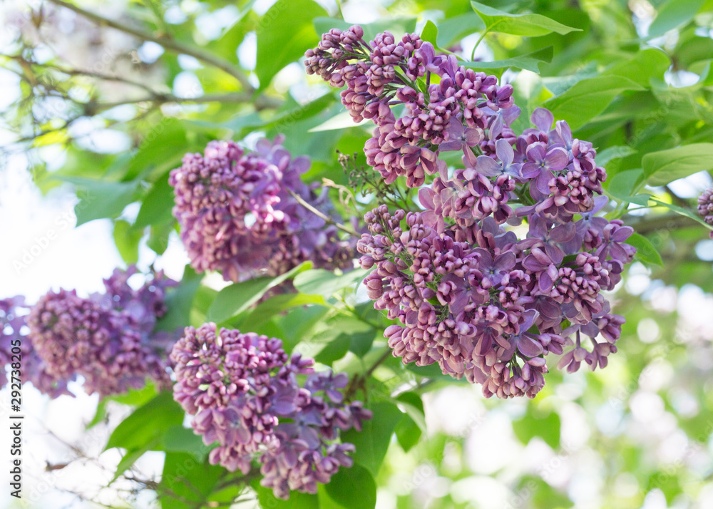 Bushes of pink and purple lilac with green leaves in the city Park on a Sunny spring day. Moscow, Russia Bushes of pink and purple lilac with green leaves in the city Park on a Sunny spring day. Moscow, Russia