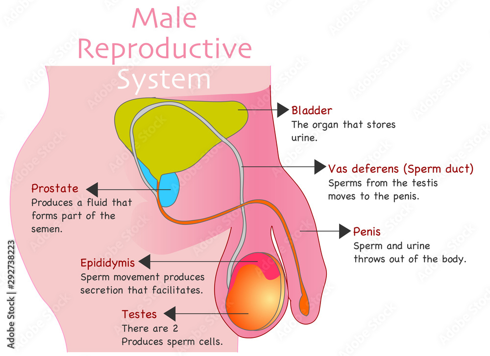 Male Reproductive System and Bladder. Front View, Line Art Illustration  Stock Illustration - Illustration of bladder, icon: 172937060