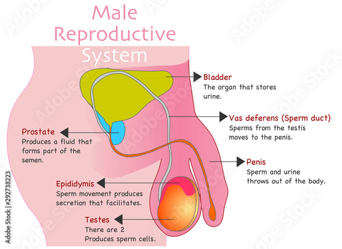 Man reproduction system. Male reproductive organs anatomy. Annotated. Prostate, epididymis, testes, penis, sperm duct. Side view structure. With explanations.  Education drawing vector illustration