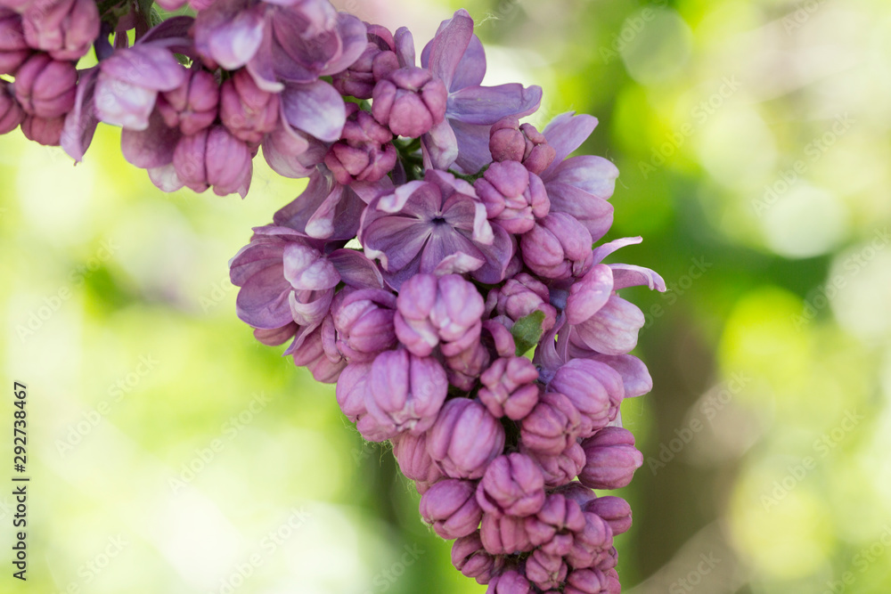 Blooming blue and purple lilac flowers macro close-up in soft focus on a blurred background in a beautiful pattern of light and shadow on a Sunny spring day. Moscow, Russia Blooming blue and purple lilac flowers macro close-up in soft focus on a blurred background in a beautiful pattern of light and shadow on a Sunny spring day. Moscow, Russia