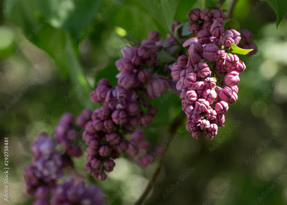 Blooming blue and purple lilac flowers macro close-up in soft focus on a blurred background in a beautiful pattern of light and shadow on a Sunny spring day. Moscow, Russia Blooming blue and purple lilac flowers macro close-up in soft focus on a blurred background in a beautiful pattern of light and shadow on a Sunny spring day. Moscow, Russia