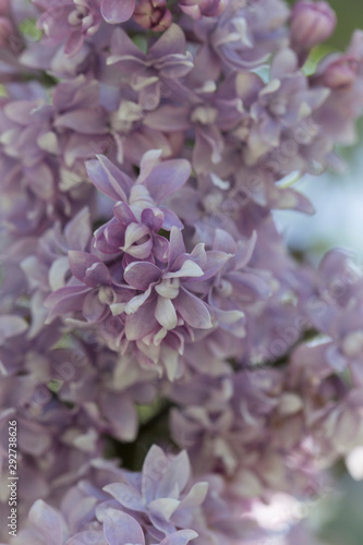 Delicate violet blue lilac flowers macro close - up in soft focus on blurred background. Botanical pattern