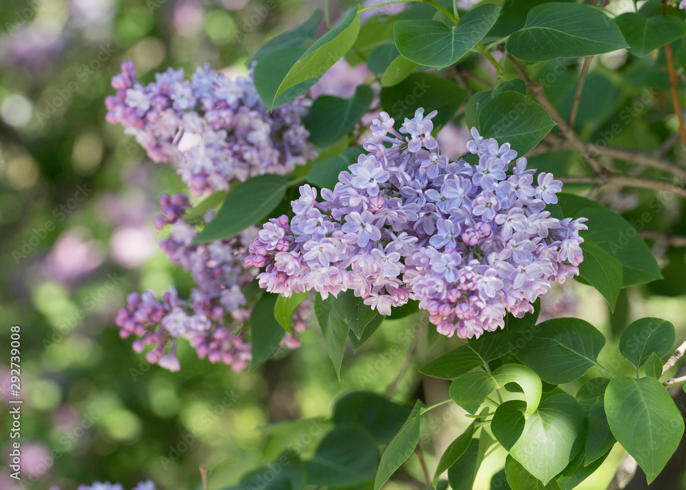 Bushes of pink and purple lilac with green leaves in the city Park on a Sunny spring day. Moscow, Russia Bushes of pink and purple lilac with green leaves in the city Park on a Sunny spring day. Moscow, Russia