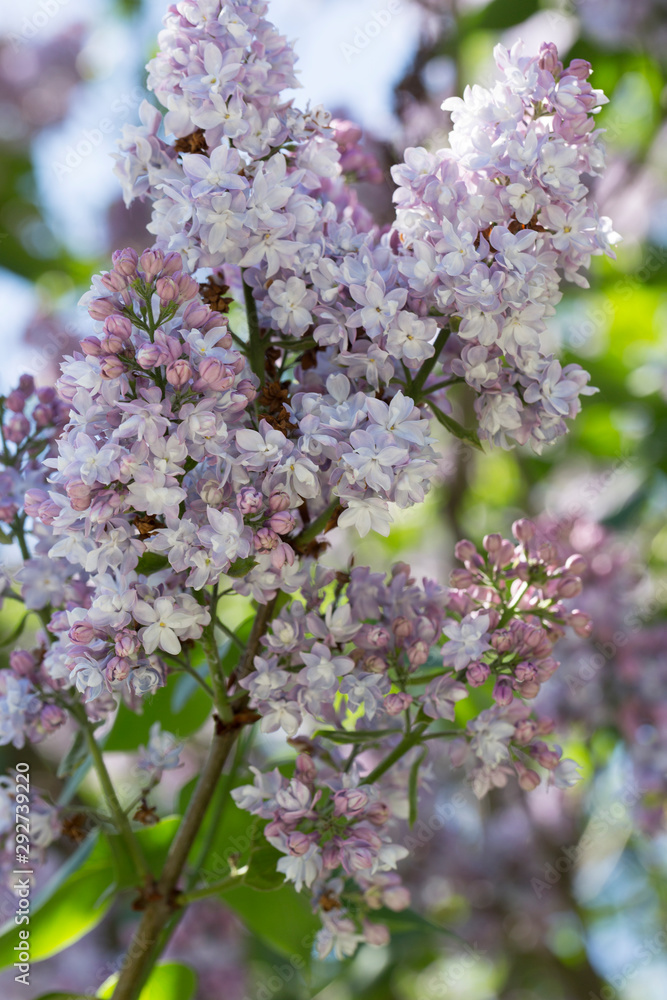 Blooming purple lilac close - up in soft focus on a blurred background in a beautiful pattern of light and shadow on a Sunny spring day. Moscow, Russia Blooming purple lilac close - up in soft focus on a blurred background in a beautiful pattern of light and shadow on a Sunny spring day. Moscow, Russia