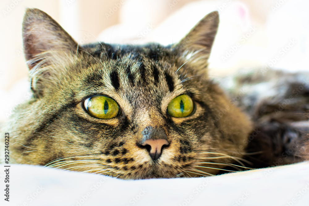 Portrait of the face of a fluffy gray tabby cat with green eyes lies on a light plaid, looks away, close-up on the background of a window.