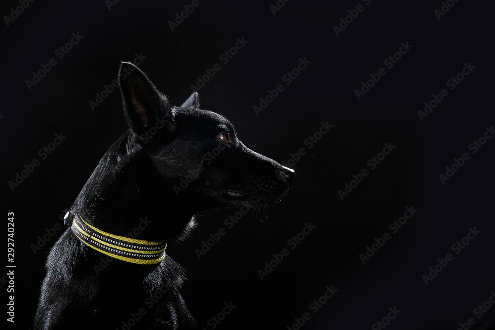 Dog on black background