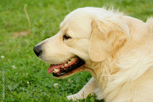 Golden retriever