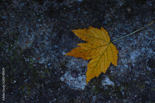 yellow maple leaf on the asphalt 