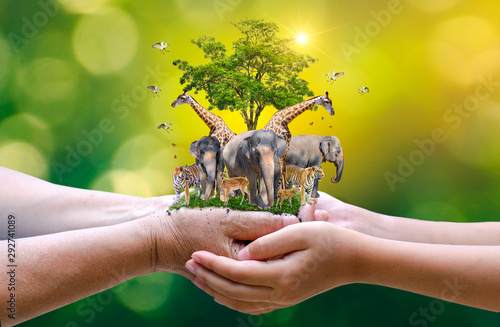 Concept Nature reserve conserve Wildlife reserve tiger Deer Global warming Food Loaf Ecology Human hands protecting the wild and wild animals tigers deer, trees in the hands green background Sun light