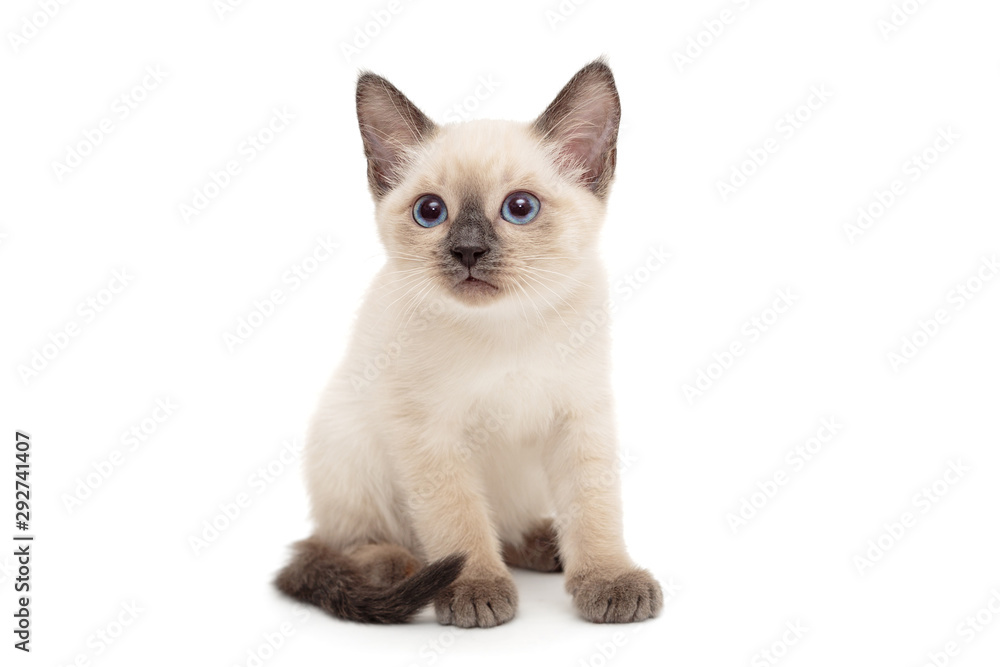 Small Siamese kitten stands