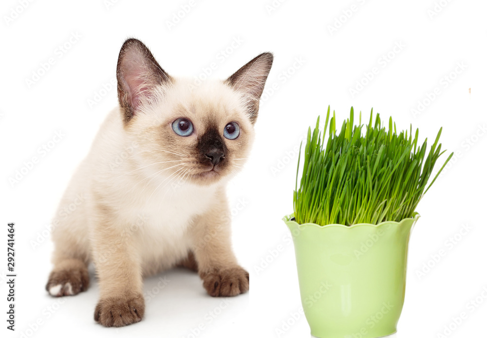 Kitten with a pot of green grass Kitten with a pot of green grass