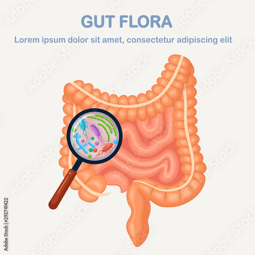 Intestines, guts flora isolated on white background. Digestive tract with bacteria, virus, microorganisms and magnifying glass. Medicine, biology concept. Colon, bowel. Vector cartoon design
