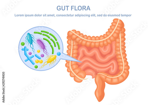 Intestines, guts flora isolated on white background. Digestive tract with bacteria, virus. Colon, bowel. Vector cartoon design