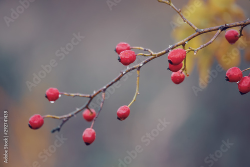 Briar, wild rose hip shrub in nature, autumn fall color tone