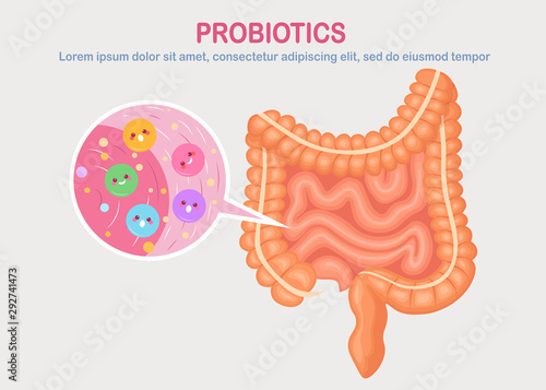 Intestines, guts flora isolated on white background. Digestive system, tract with cute bacteria, probiotics, virus, microorganisms. Medicine, biology concept. Colon, bowel Vector flat design