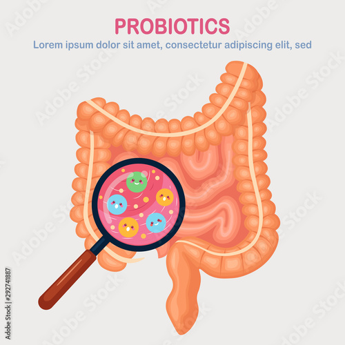 Intestines, guts flora isolated on white background. Digestive tract with cute bacteria, probiotics, virus, microorganisms, magnifying glass. Medicine, biology concept. Colon, bowel Vector flat design
