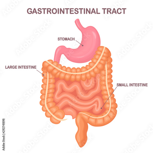 Gastrointestinal tract. Intestines, guts, stomach isolated on white background. Digestive tract. Colon, bowel. Medicine, biology concept. Vector cartoon design