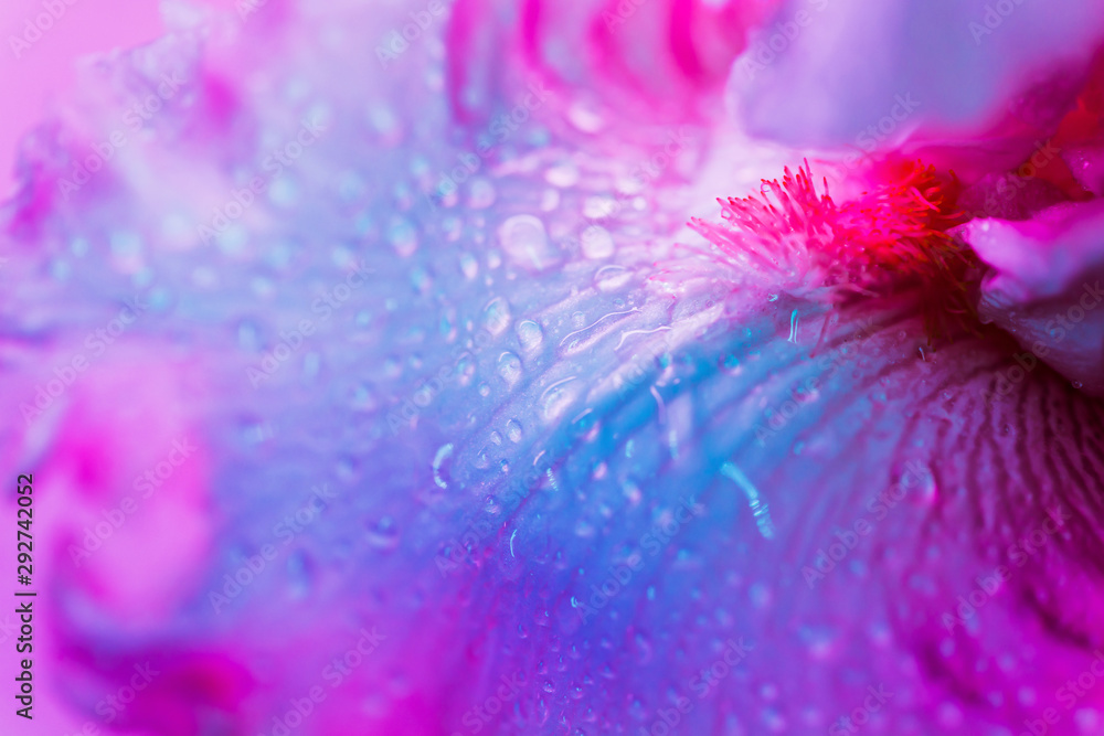 Obraz premium Vivid neon colored iris flower bud on multi colored background.