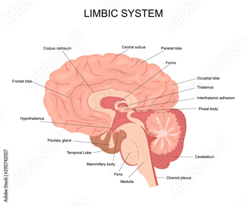 Cartoon Limbic System Infographics Concept Card Poster. Vector