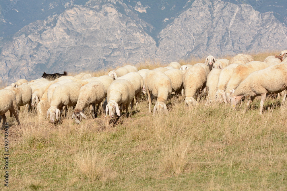 Fototapeta premium gregge di pecore in alta montagna