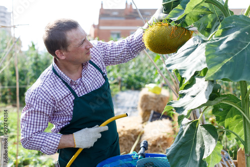 Worker controlling quality of sunflower plants photo