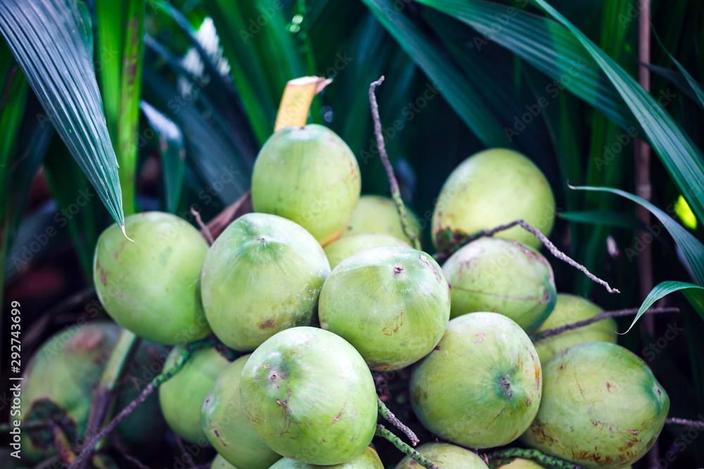 Pile of coconuts in fruit market