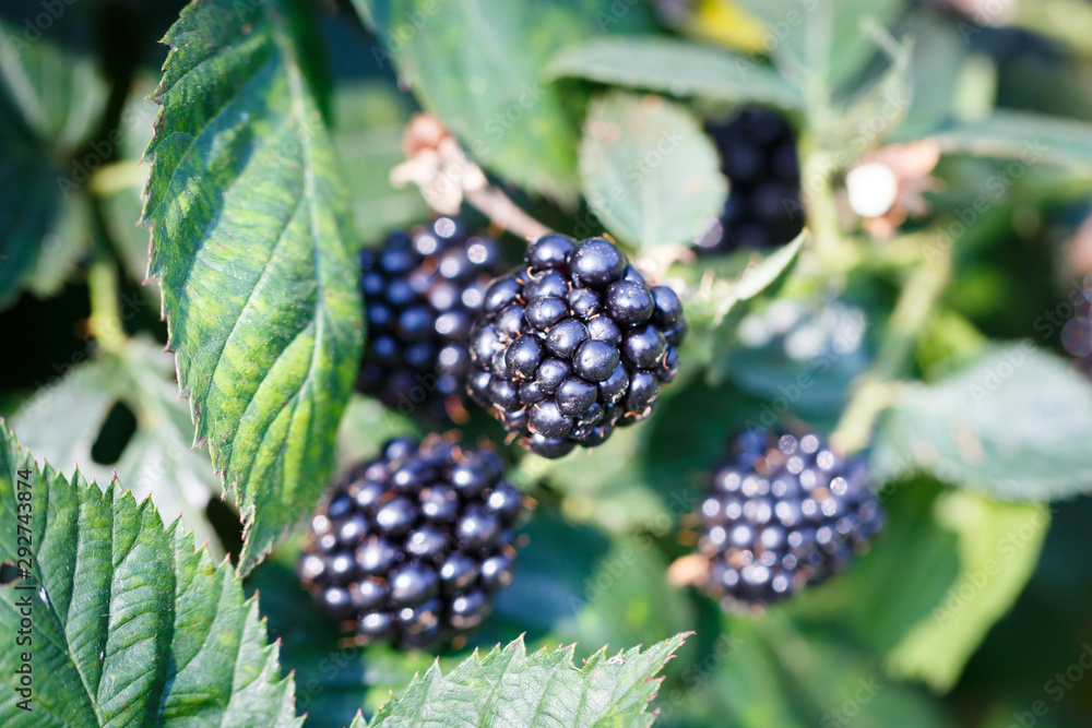 fresh ripe blackberries in a garden fresh ripe blackberries in a garden