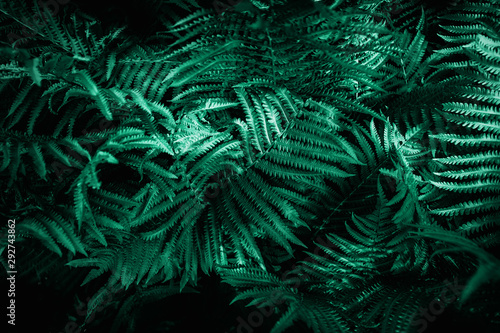 Green emerald moody color nature background trend. Tropical leaves of fern plant.