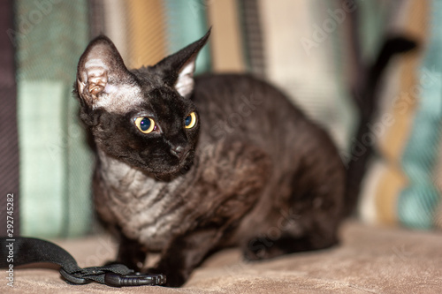  black Devonrex cat named Kuzya photo