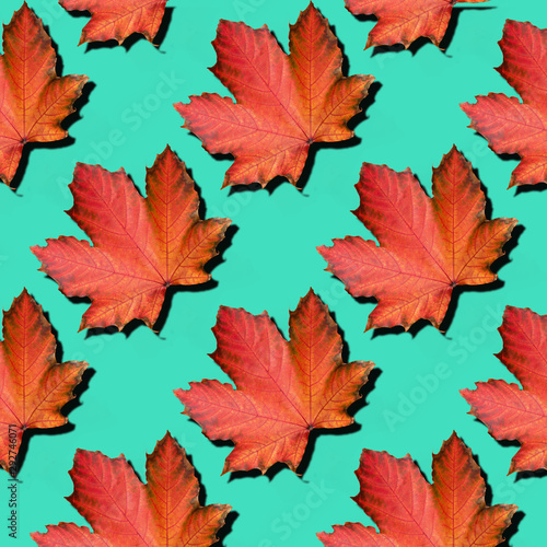 Golden autumn concept. Sunny day  warm weather. Red maple leaf on mint turquoise background with copy space. Top view. Colors of fall