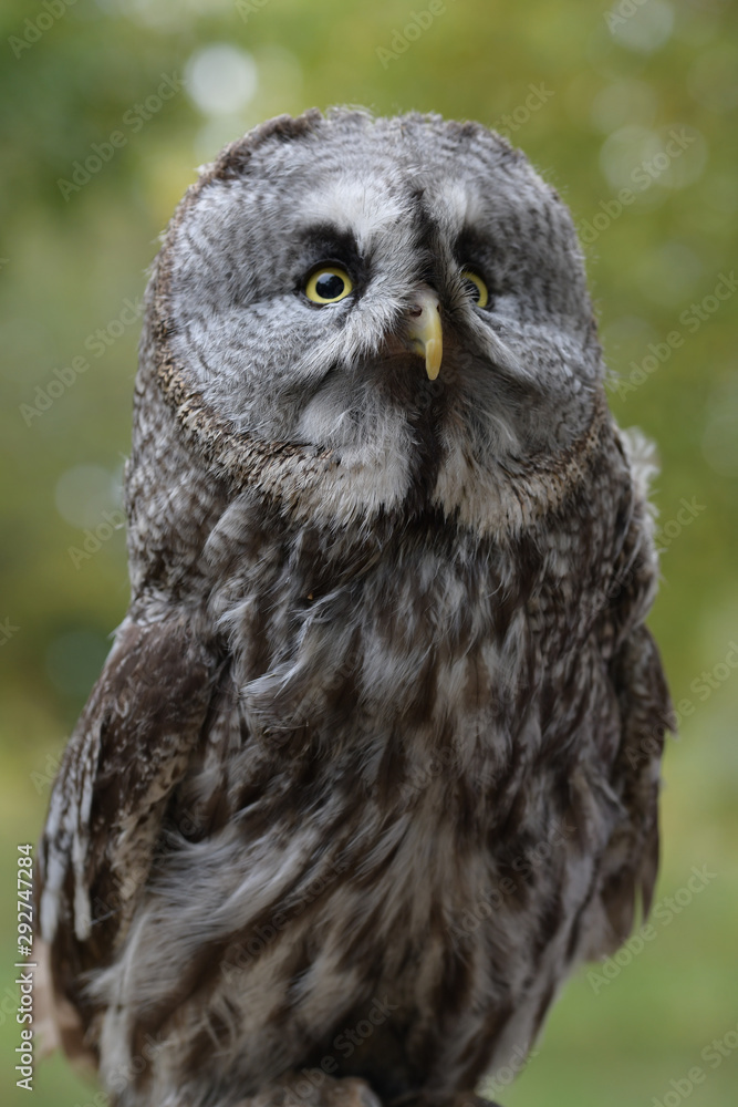 Great Owl - Great Gray Owl - against a neutral green background in a natural habitat Great Owl - Great Gray Owl - against a neutral green background in a natural habitat