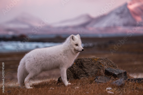 Lis polarny, południowy Spitsbergen photo