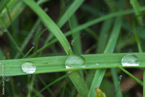 three drops of dew on blade of grass