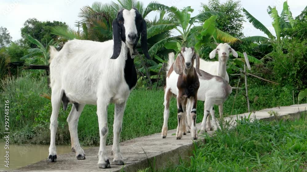 Goat chew while walk in the path in the green field. Goat chew while walk in the path in the green field.