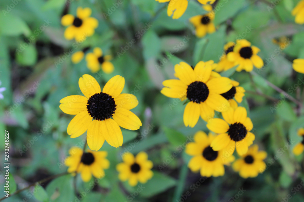 Brown-eyed Susan in Northbrook, Illinois' Somme Prairie Nature Preserve Brown-eyed Susan in Northbrook, Illinois' Somme Prairie Nature Preserve