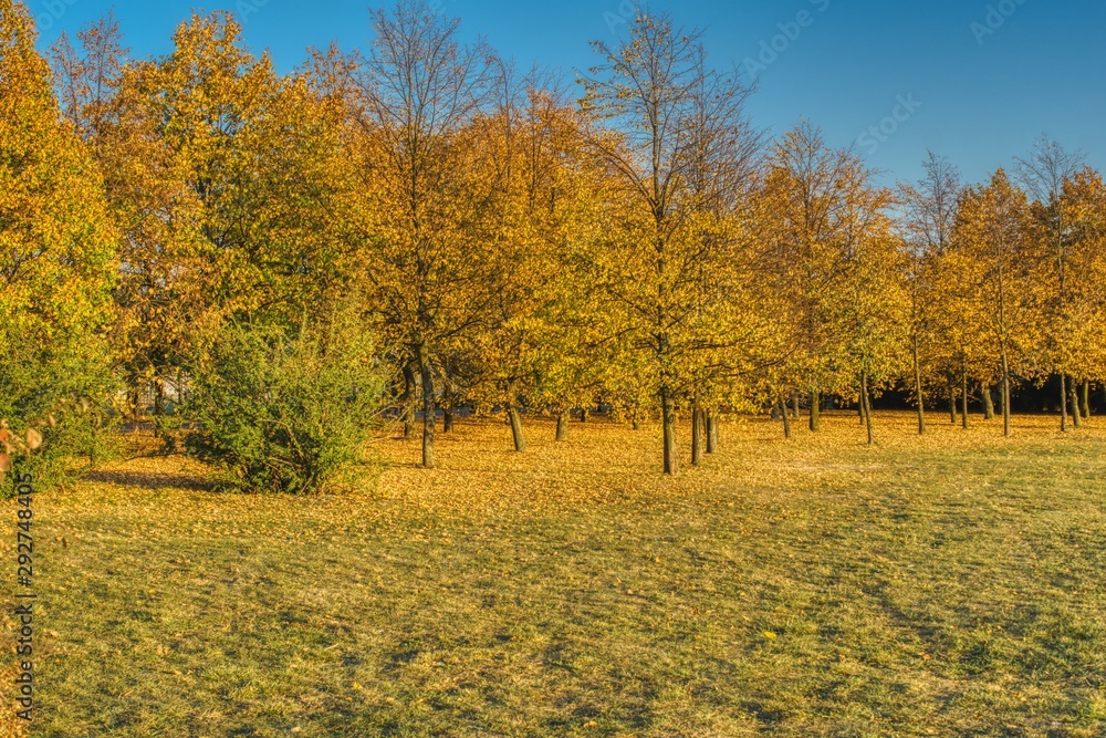aleja młodych drzew w parku, słoneczna jesienna pogoda, złote liście na trawie
