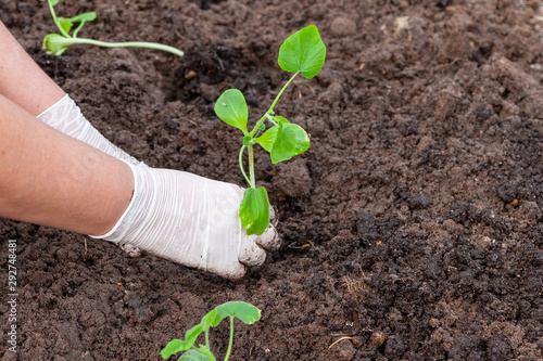 Female hands in gloves plant cucumber seedlings in the ground.