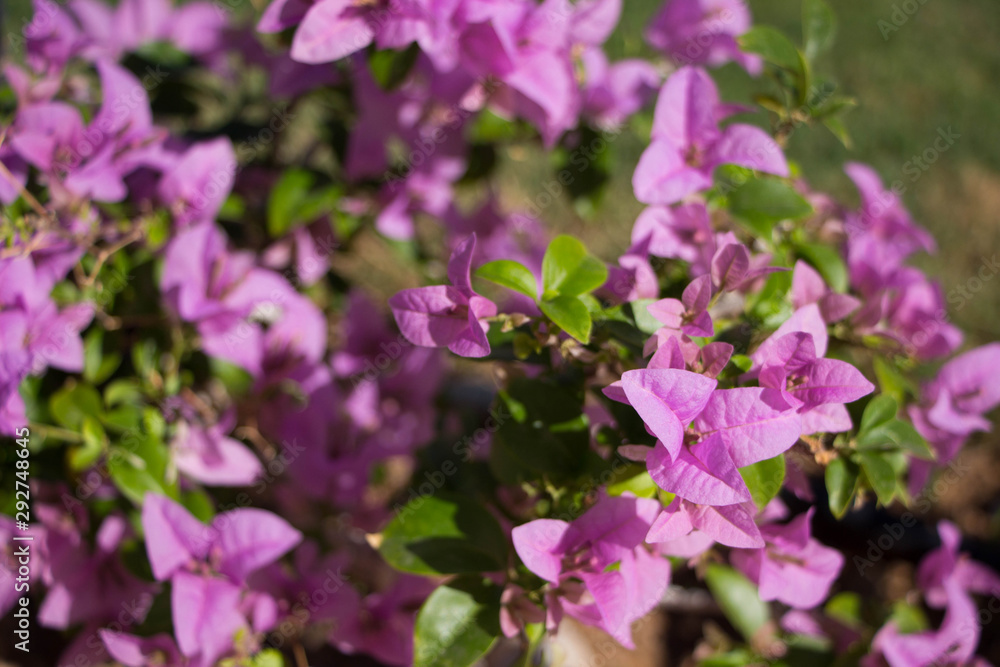 Blooming bougainvillea flowers background. Bright pink magenta bougainvillea flowers as a floral background. Blooming bougainvillea flowers background. Bright pink magenta bougainvillea flowers as a floral background.