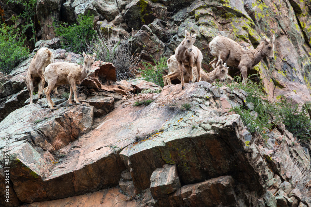 Fototapeta premium Herd of Bighorn Sheep at Play