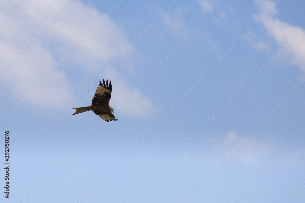 Obraz premium rapace planeur 