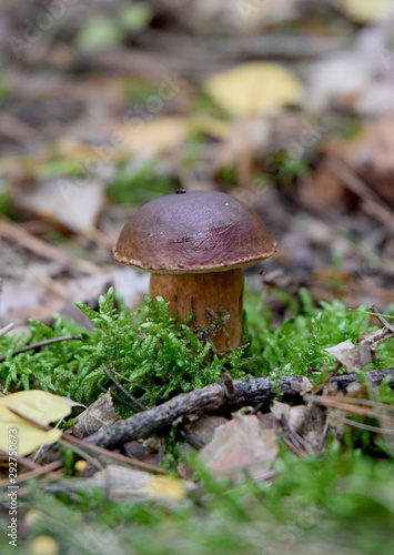 fresh boletus forest mushrooms