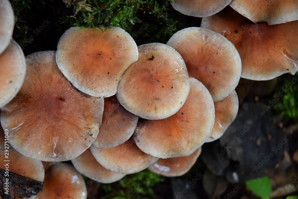 Forest sesonal mushrooms fall time Forest sesonal mushrooms fall time