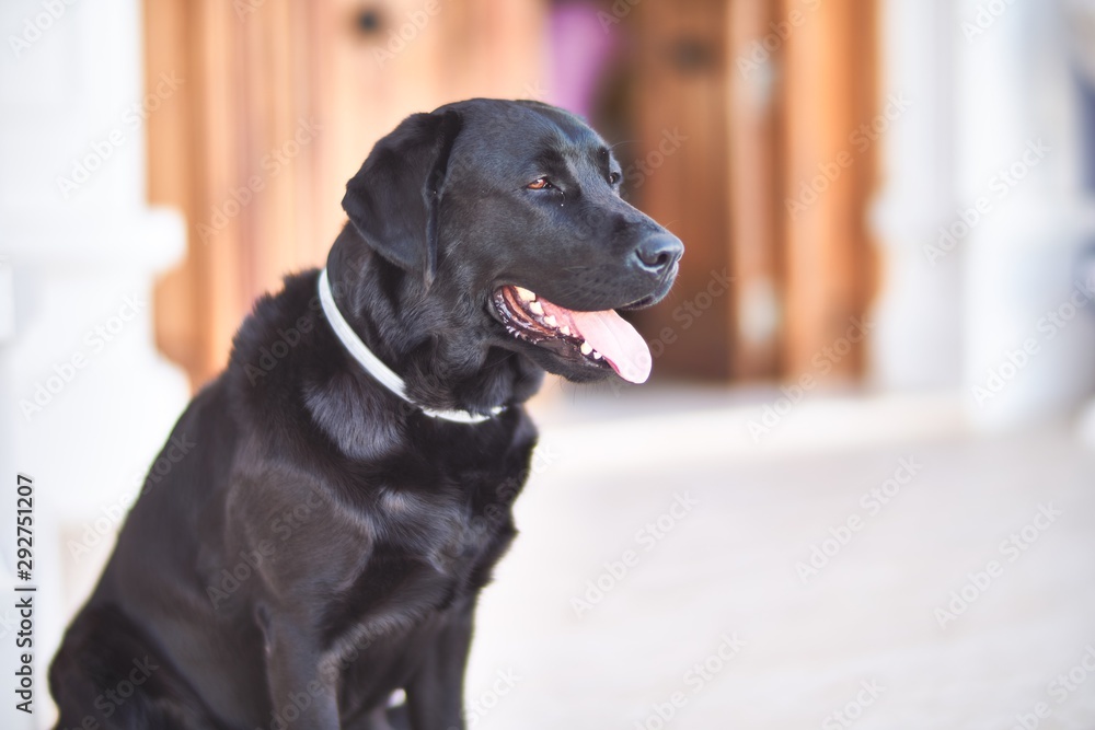 Beautiful black labrador dog sitting at terrace