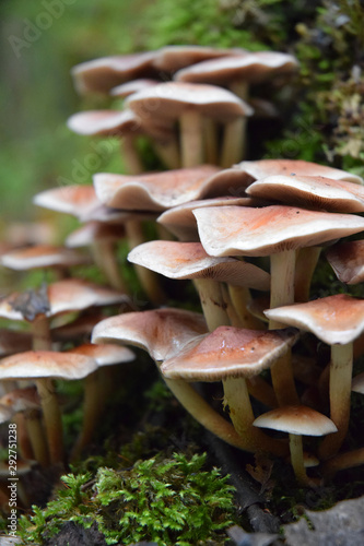  Forest mushrooms fall forest walk
