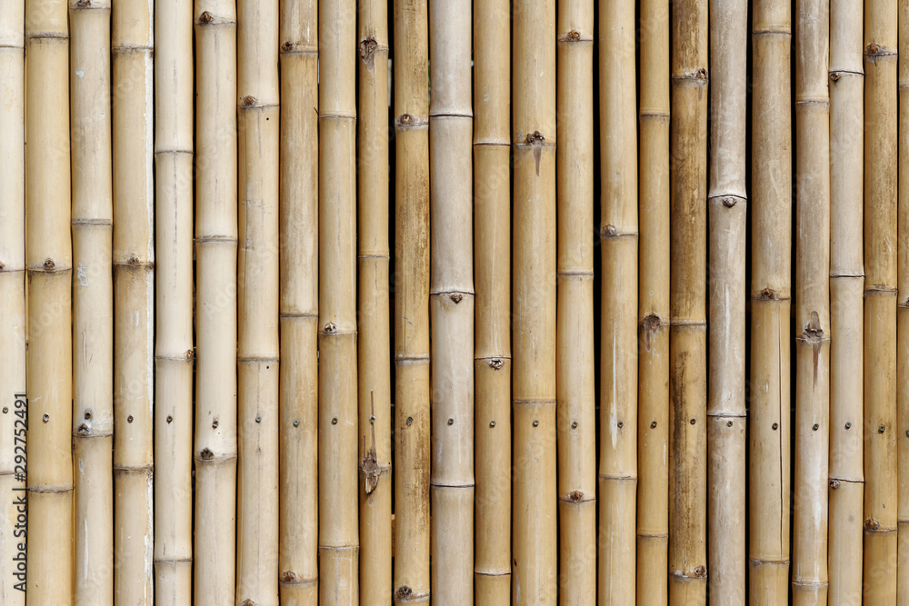 Fototapeta premium bamboo wall texture background